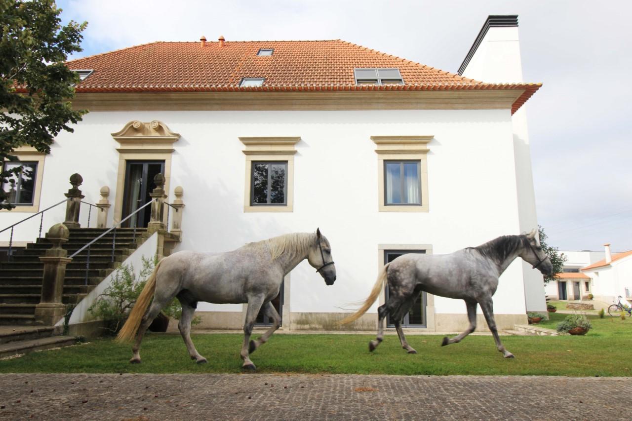 Quinta Da Aldeia De Avanca Farm stay Avanca